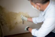 Professional vs. DIY Mold Evaluations – Things to know